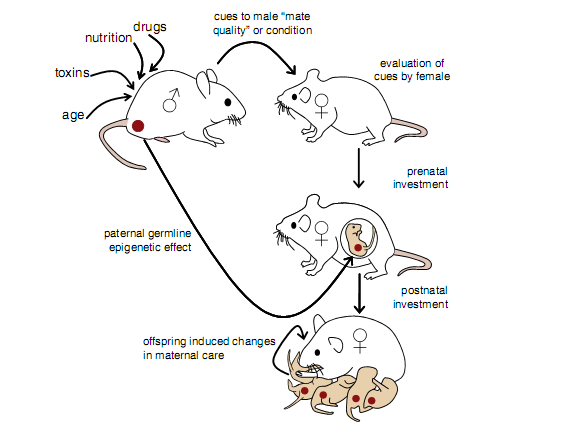 Epigenetics And Identical Twins